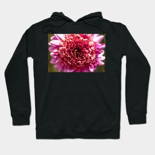 Close-up of pink powder puff dahlia Hoodie